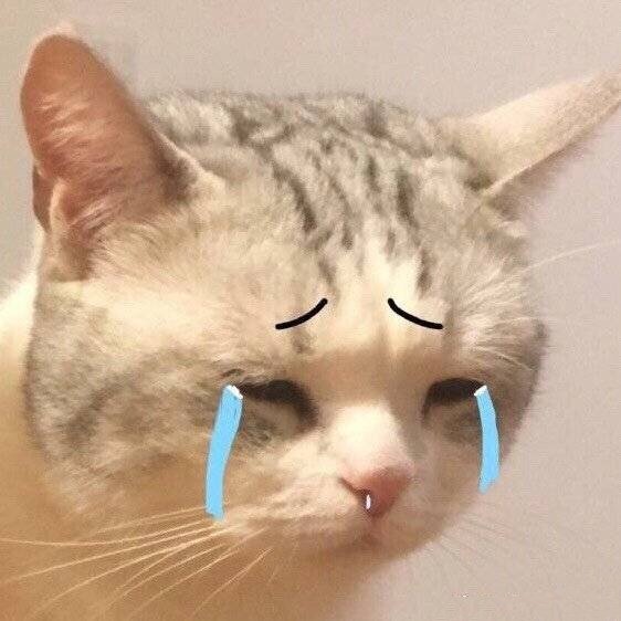 小猫流泪