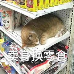 小猫卖身换零食