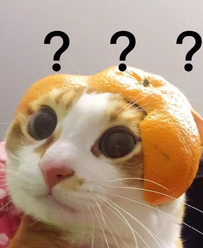 橘猫疑问