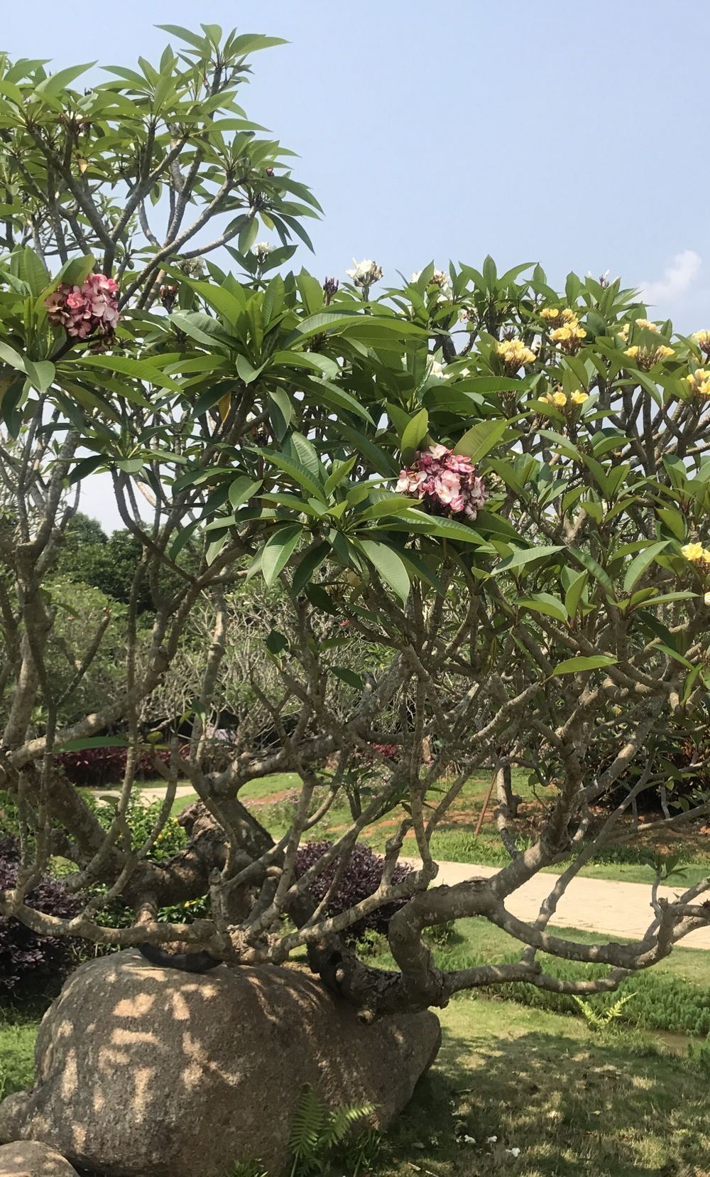 西双版纳热带花卉园旅游景点真实照片风景