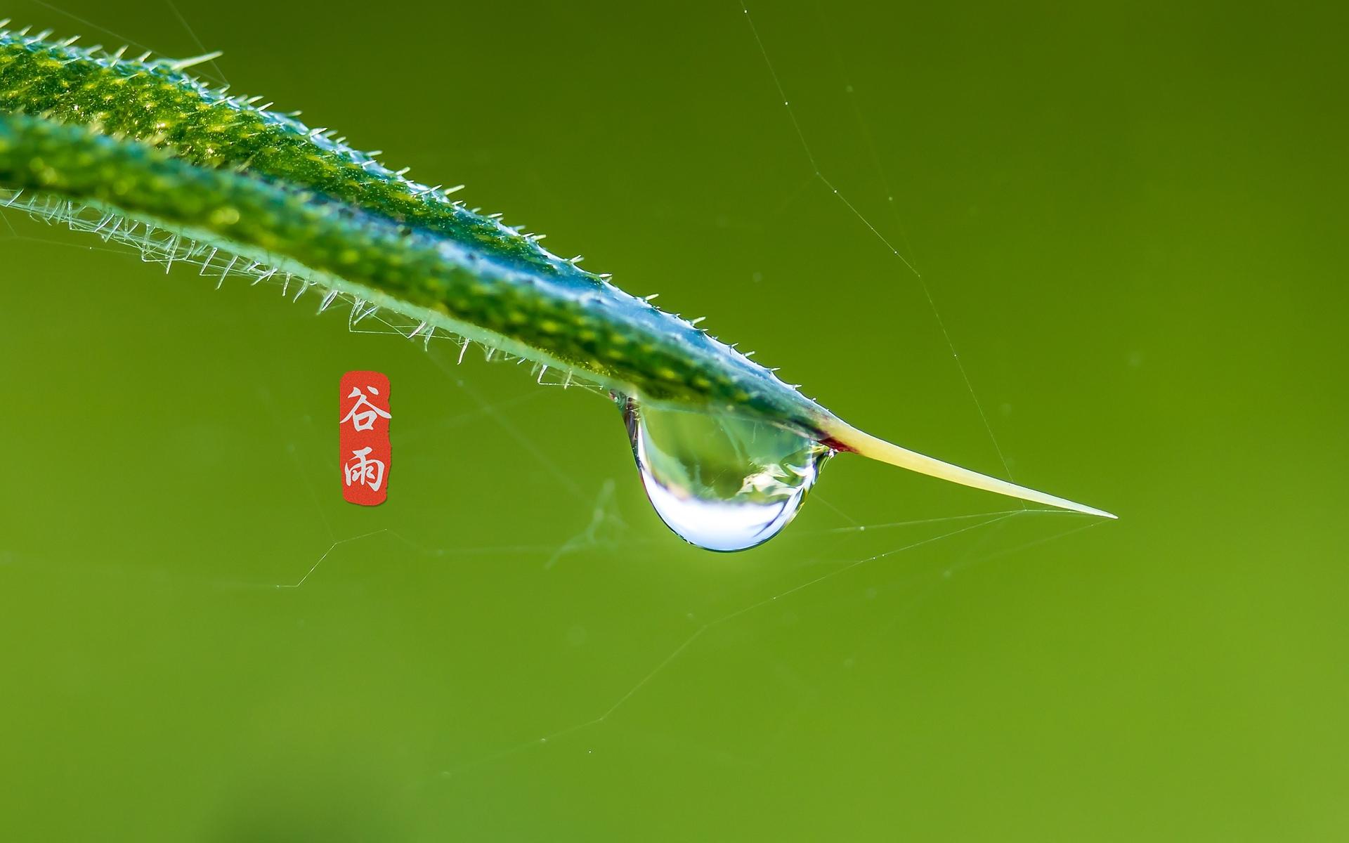 二十四节气之谷雨高清桌面壁纸图片