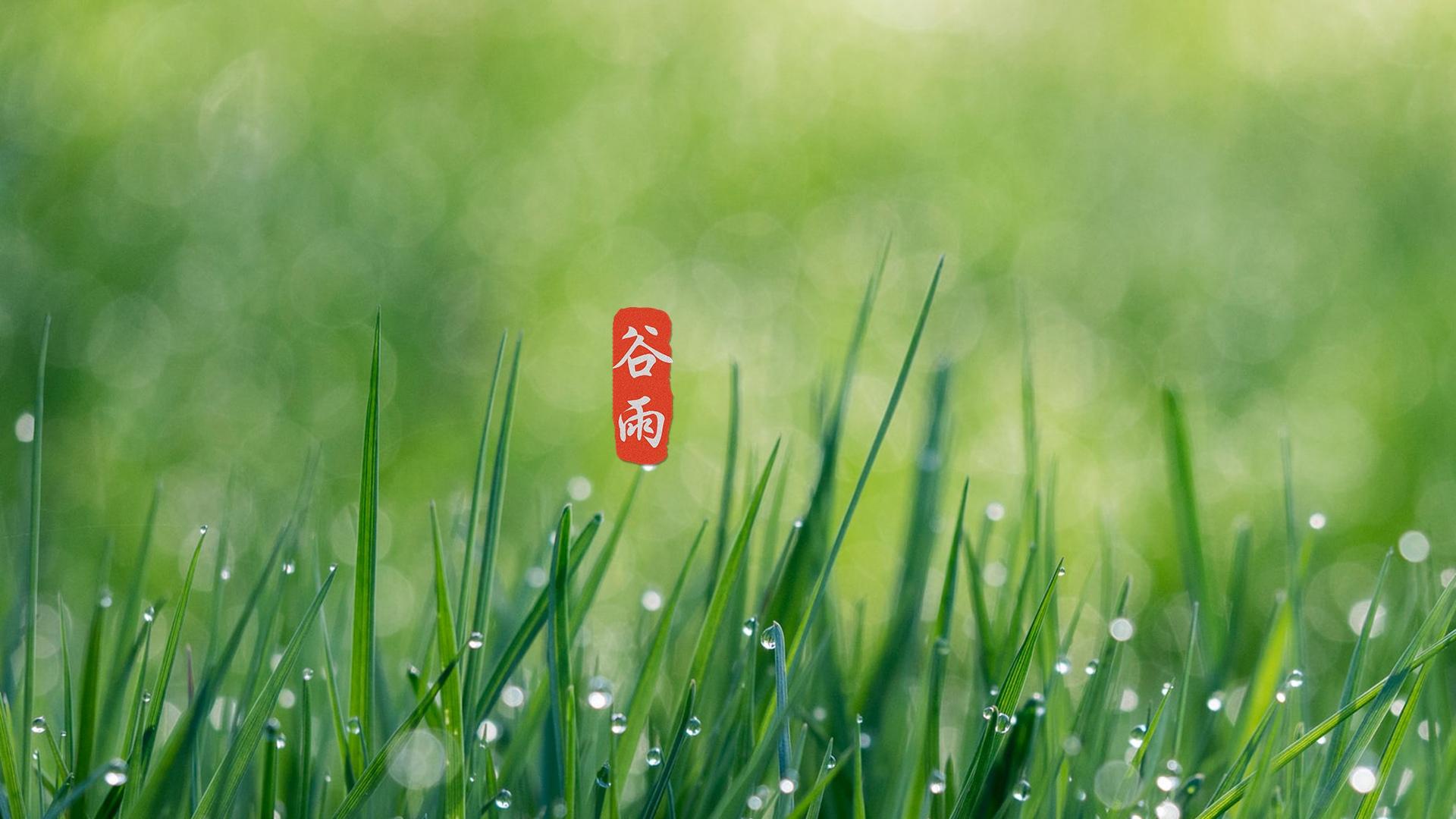 谷雨二十四节气高清桌面壁纸图片