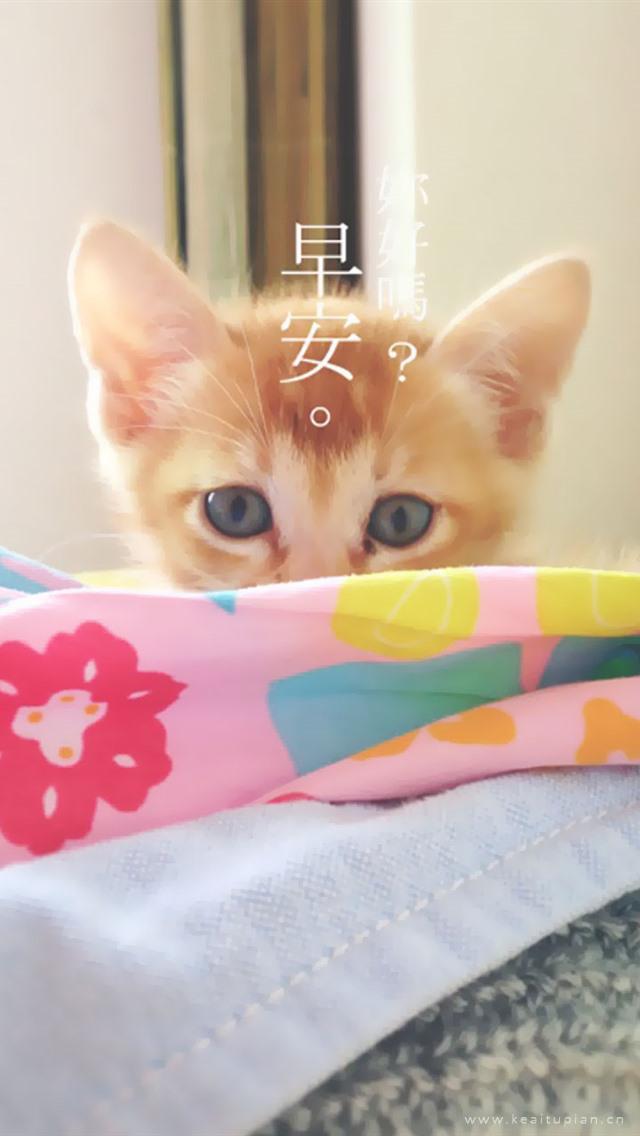 小奶猫对你说早安的唯美手机壁纸图片